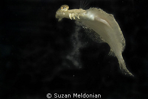 Mating Flounder releases eggs- 3 Seconds & poof- that's i... by Suzan Meldonian 